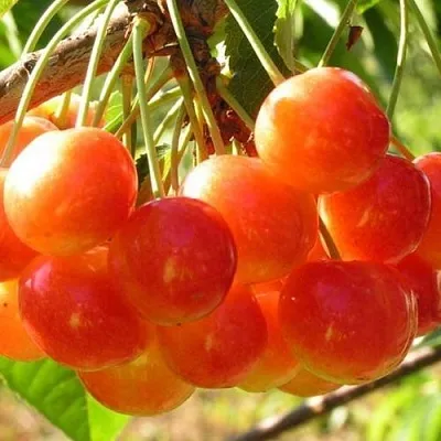 Черешня СОПЕРНИЦА  Черешня СОПЕРНИЦА в Красноярске