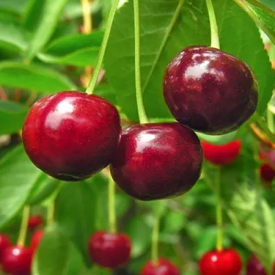 Вишня УЙФЕХЕРТОЙ ФЮРТОШ  Вишня УЙФЕХЕРТОЙ ФЮРТОШ в Красноярске