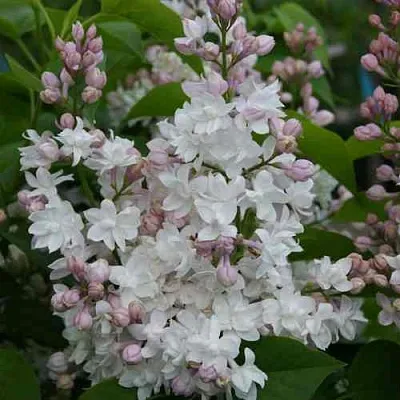 Сирень КРАСАВИЦА МОСКВЫ  Сирень КРАСАВИЦА МОСКВЫ в Красноярске