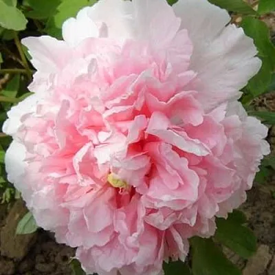 Пион БУКЕТ РОЗОВЫХ ГВОЗДИК древовидный  Пион БУКЕТ РОЗОВЫХ ГВОЗДИК древовидный в Красноярске