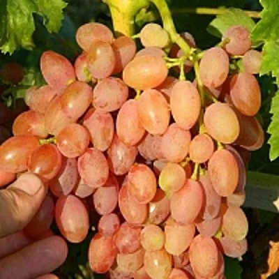 Виноград КИШМИШ ЛУЧИСТЫЙ  Виноград КИШМИШ ЛУЧИСТЫЙ в Красноярске