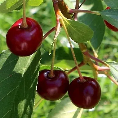 Дюк НАДЕЖДА  Дюк НАДЕЖДА в Красноярске