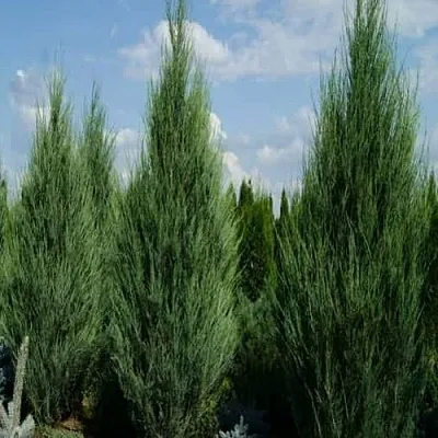 Можжевельник СКАЙРОКЕТ скальный  Можжевельник СКАЙРОКЕТ скальный в Красноярске