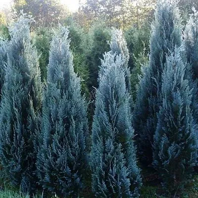 Кипарисовик ДАРТС БЛЮ РИББОН лавсона  Кипарисовик ДАРТС БЛЮ РИББОН лавсона в Красноярске