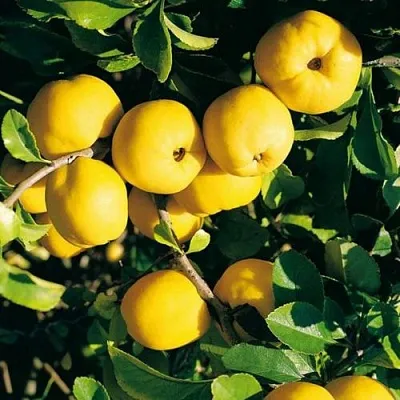 Айва ЦЕЗАРЬ  Айва ЦЕЗАРЬ в Красноярске