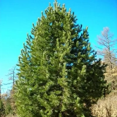 Сосна кедровая сибирская  Сосна кедровая сибирская в Красноярске