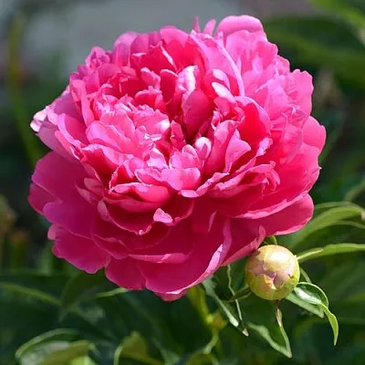 Пион БУШЕЛА травянистый  Пион БУШЕЛА травянистый в Красноярске
