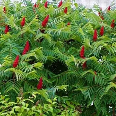 Сумах  Сумах в Красноярске