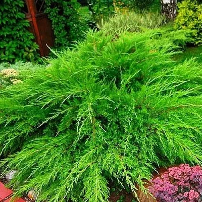 Можжевельник МИНТ ДЖУЛЕП средний  Можжевельник средний Mint Julep (МИНТ ДЖУЛЕП) в Красноярске