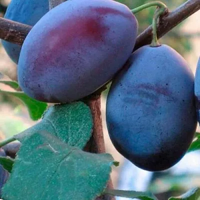 Слива СМОЛИНКА  Слива СМОЛИНКА в Красноярске