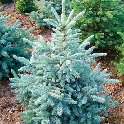 Ель КЕЙБАБ колючая  Ель КЕЙБАБ колючая в Красноярске