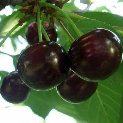 Дюк КСЕНИЯ (ЧЕРЕВИШНЯ)  Дюк КСЕНИЯ (ЧЕРЕВИШНЯ) в Красноярске