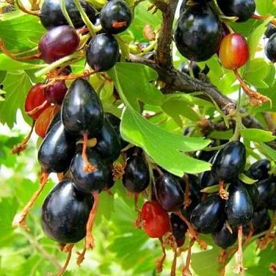 Смородина золотистая БОКАЛИНСКАЯ в Красноярске