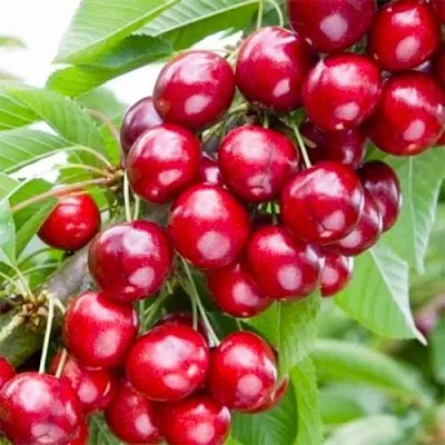 Вишня МАЛЮТКА колонновидная  Вишня МАЛЮТКА колонновидная в Красноярске