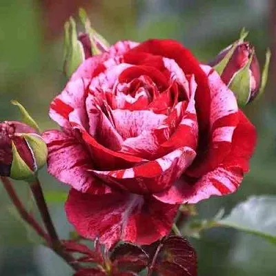 Саженцы роз ДИП ИМПРЕШН флорибунда  Саженцы роз ДИП ИМПРЕШН флорибунда в Красноярске