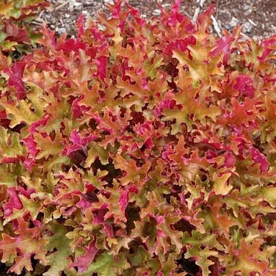 Гейхера МАРМЕЛАД  Гейхера МАРМЕЛАД в Красноярске