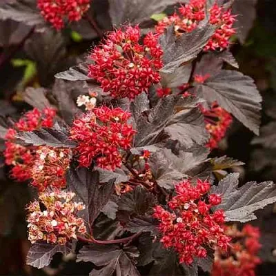 Пузыреплодник РЕД БАРОН  Пузыреплодник РЕД БАРОН в Красноярске