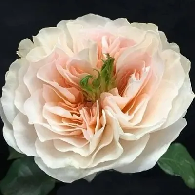 Саженцы роз ЧАРИТИ английская  Саженцы роз ЧАРИТИ английская в Красноярске