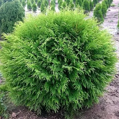 Туя ЛИТЛ ЧЕМПИОН западная  Туя ЛИТЛ ЧЕМПИОН западная в Красноярске