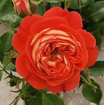 Саженцы роз СТАРЛЕТ РОУЗ КАРМЕН плетистая  Саженцы роз СТАРЛЕТ РОУЗ КАРМЕН плетистая в Красноярске