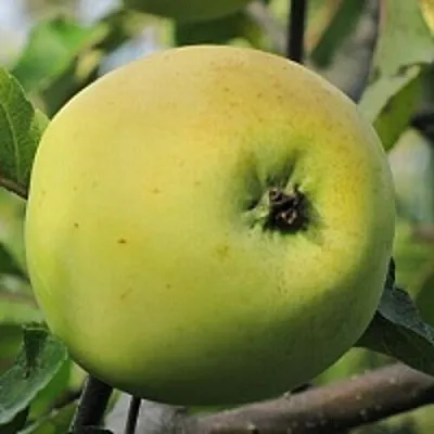 Яблоня РОССИЯНКА в Красноярске