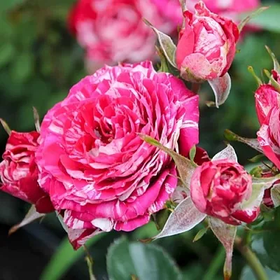 Саженцы роз АРРОУ ФОЛИЕС спрей  Саженцы роз АРРОУ ФОЛИЕС спрей в Красноярске