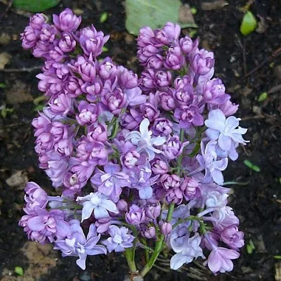 Сирень НАДЕЖДА  Сирень НАДЕЖДА в Красноярске