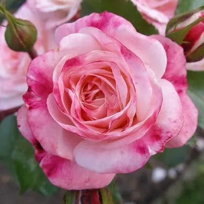 Саженцы роз РОЗЕНШТАДТ ФРАЙЗИНГ шраб  Саженцы роз РОЗЕНШТАДТ ФРАЙЗИНГ шраб в Красноярске