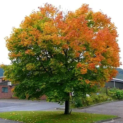Клен остролистный  Клен остролистный в Красноярске