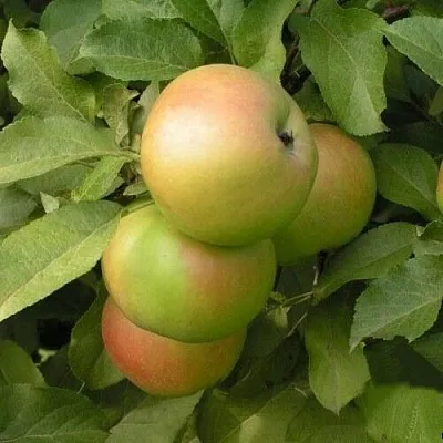 Яблоня ВЕРБНОЕ в Красноярске