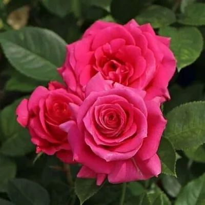 Саженцы роз ЛАВ ЛЕТТЕР флорибунда  Саженцы роз ЛАВ ЛЕТТЕР флорибунда в Красноярске