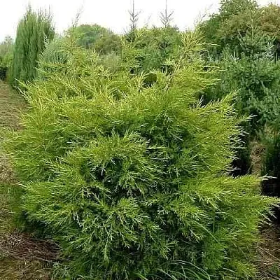 Можжевельник КУРИВАО ГОЛД китайский  Можжевельник КУРИВАО ГОЛД китайский в Красноярске