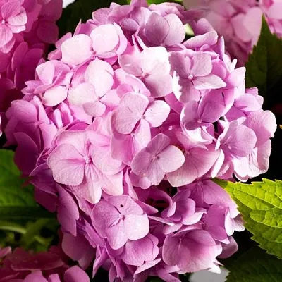 Гортензия БУКЕТ РОУЗ крупнолистная  Гортензия БУКЕТ РОУЗ крупнолистная в Красноярске