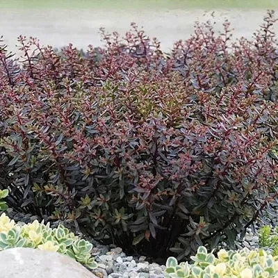 Очиток (седум) САНСПАРКЛЕР ДЖЕЙД ТАФФЕТ  Очиток (седум) САНСПАРКЛЕР ДЖЕЙД ТАФФЕТ в Красноярске