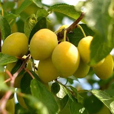 Слива ОЧАКОВСКАЯ ЖЕЛТАЯ  Слива ОЧАКОВСКАЯ ЖЕЛТАЯ в Красноярске