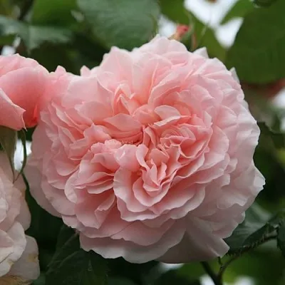 Саженцы роз РОЗ ДЕ ТОЛБИАК плетистая  Саженцы роз РОЗ ДЕ ТОЛБИАК плетистая в Красноярске