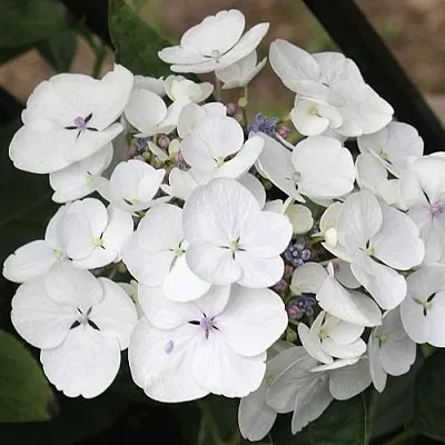 Гортензия ЛИБЕЛЛЕ крупнолистная  Гортензия ЛИБЕЛЛЕ крупнолистная в Красноярске