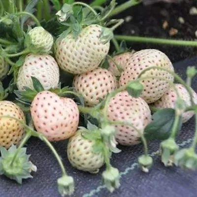 Клубника АНАНАСА ремонтантная в Красноярске