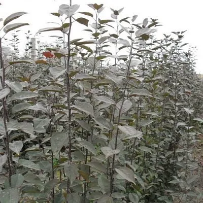 Подвой яблони 54-118  Подвой яблони 54-118 в Красноярске