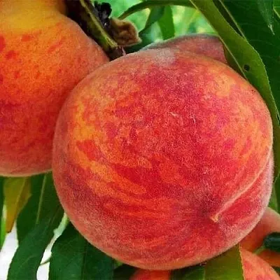 Персик ЗОЛОТОЙ ЮБИЛЕЙ  Персик ЗОЛОТОЙ ЮБИЛЕЙ в Красноярске