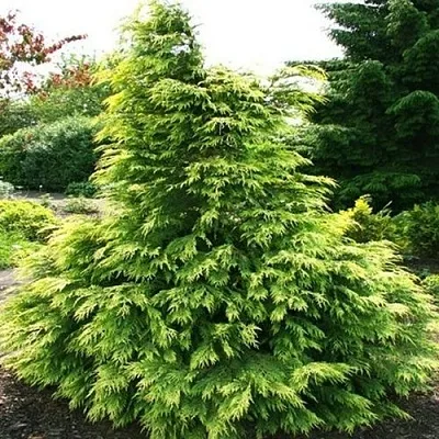 Кипарисовик САНКИСТ лавсона  Кипарисовик САНКИСТ лавсона в Красноярске