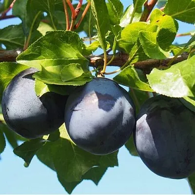 Слива ВОЛАТ  Слива ВОЛАТ в Красноярске