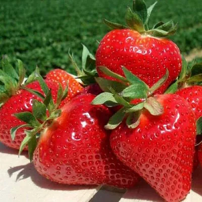 Клубника ДЖОЛИ  Клубника ДЖОЛИ в Красноярске