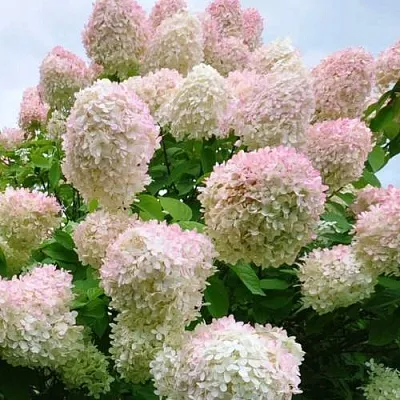 Гортензия ГРАНДИФЛОРА метельчатая  Гортензия ГРАНДИФЛОРА метельчатая в Красноярске