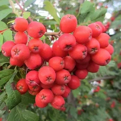 Рябина НЕВЕЖИНСКАЯ сладкоплодная в Красноярске