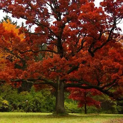 Дуб  Дуб в Красноярске