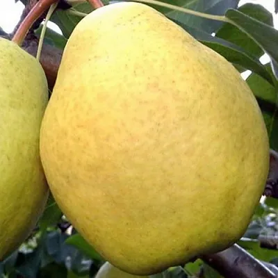 Груша ОСЕННИЙ ВЕЛИКАН в Красноярске