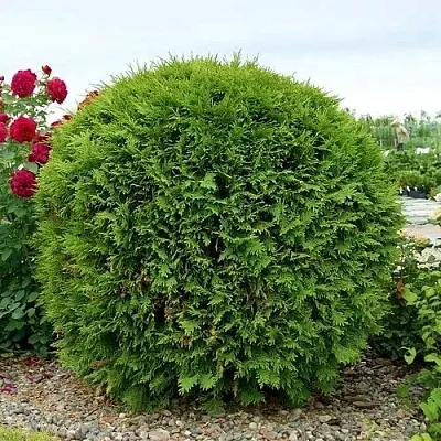 Туя ВУДВАРДИ западная  Туя ВУДВАРДИ западная в Красноярске