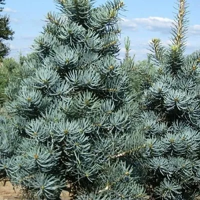 Пихта КОНКОЛОР  Пихта КОНКОЛОР в Красноярске