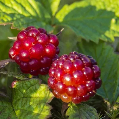 Княженика ЛИНДА  Княженика ЛИНДА в Красноярске